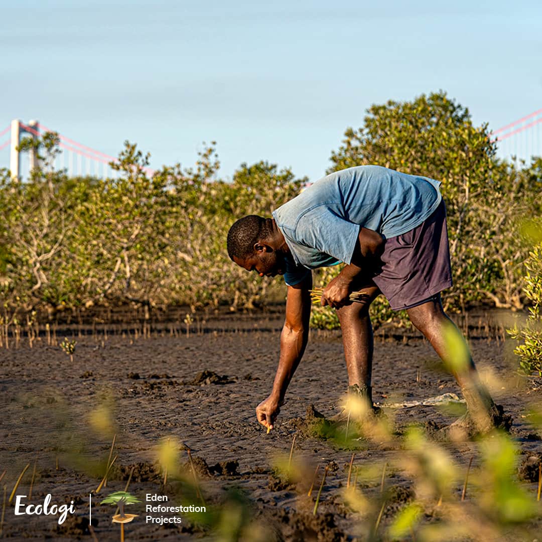 A planter replanting mangrove saplings with Eden Reforestation Projects